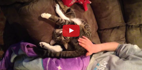 buzzcats_net's tweet photo. 【どーなってるの？？】身体が柔らかすぎる猫（゜д゜）
http://t.co/AUjm7WEMkh http://t.co/CGF2RKztsW