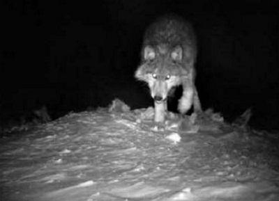 ellenrhan's tweet photo. Hearing there's a gray wolf in Lower MI &amp; it's only the 2nd sighting since 1910. That's why I support @MichiganRadio! http://t.co/BF9uwIIm47