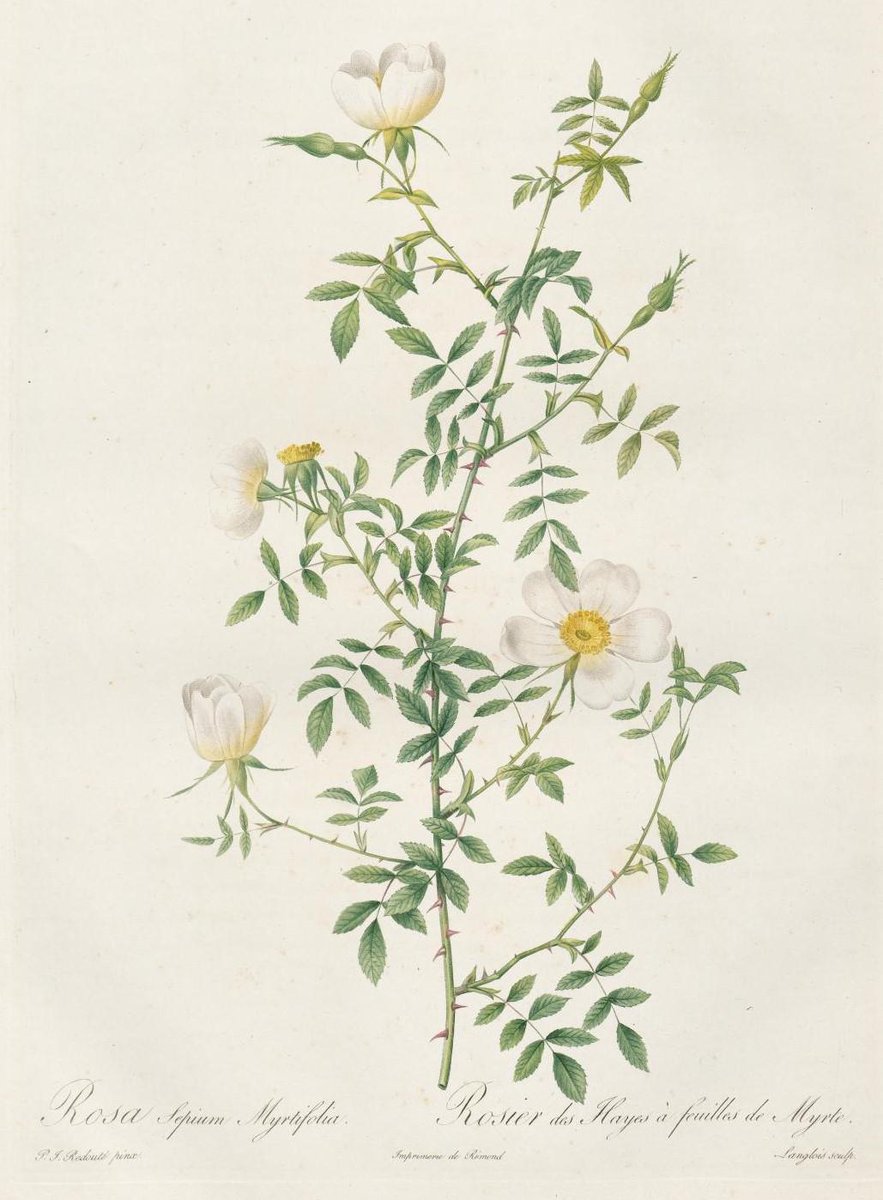 Pierre Joseph Redoute Quince Scarlet クロスステッチ刺しゅうチャート ピエール ジョゼフ フラワー ルドゥーテ 上級者 名画 図案 海外 画家 絵画 美術 花 芸術 芸術作品 輸入 人気特価 ピエール ジョゼフ