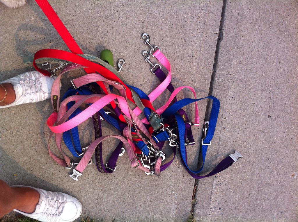 boobearyyc's tweet photo. MOM! I got all the leashes! Let's get my friends and go for a packwalk! #yyc #furkids #packwalking http://t.co/dKidpNNyCb