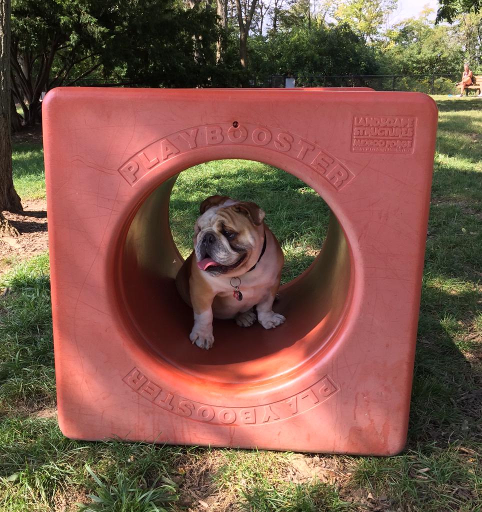 frecklebellydog's tweet photo. I use a booster for pretty much everything in life, and I'm ok with it #playbooster #englishbulldogs #dogsoftwitter http://t.co/ipXGGB9R7y