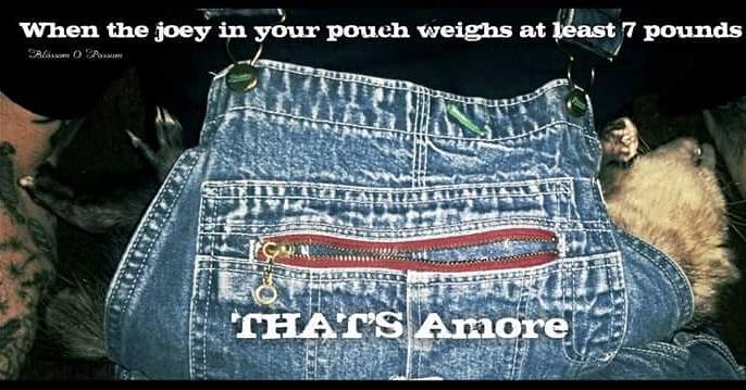 BillOSipher's tweet image. # opossum #Blossom O Possum on facebook