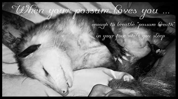 BillOSipher's tweet image. # opossum #Blossom O Possum on facebook