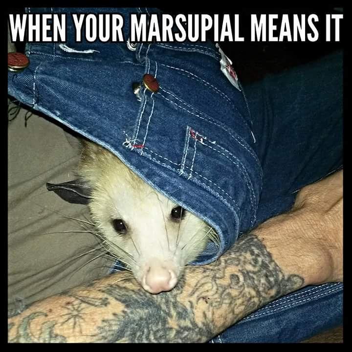BillOSipher's tweet image. # opossum #Blossom O Possum on facebook