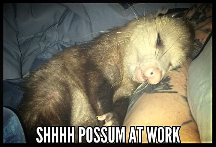 BillOSipher's tweet image. # opossum #Blossom O Possum on facebook