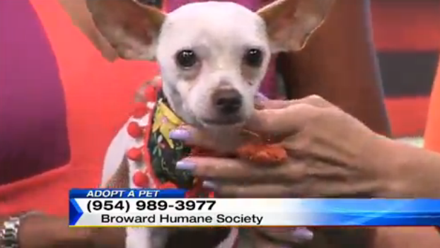 ADOPT A PET! Meet Eric! He's just 10 months old and is looking for a home! bit.ly/1QppsY2?utm_me… http://t.co/hi7OtLjUNr