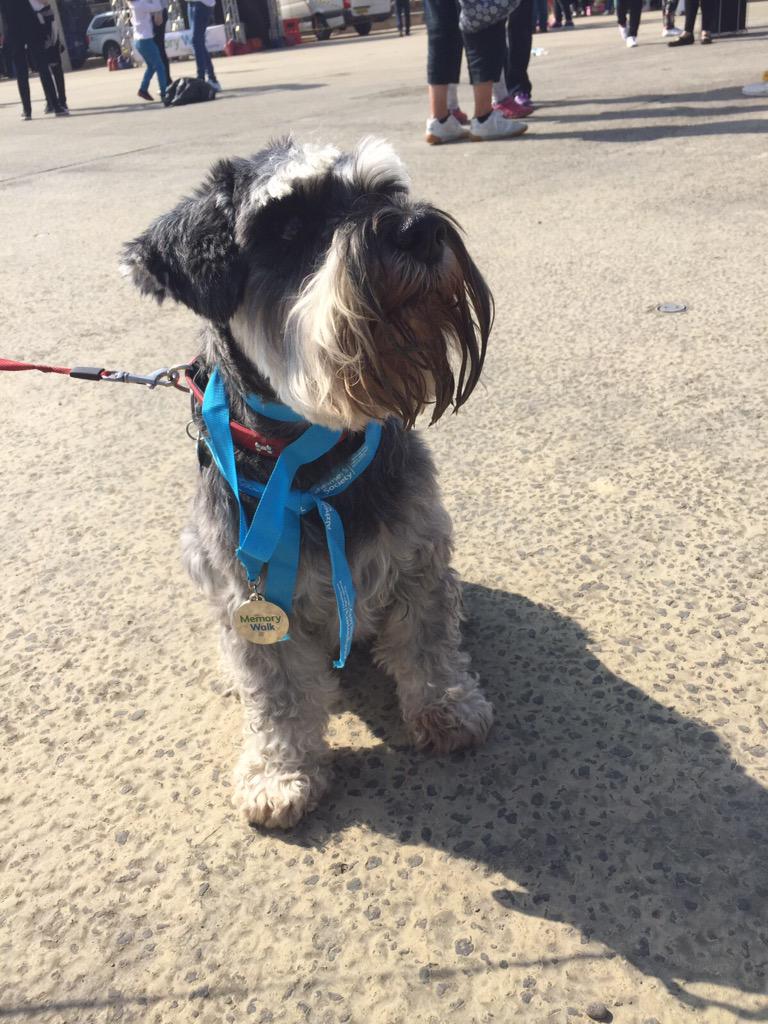 flower2605's tweet photo. Fantastic Memory Walk at Cardiff today #memorywalk @AlzSocSWales http://t.co/jQjHLbUAg0