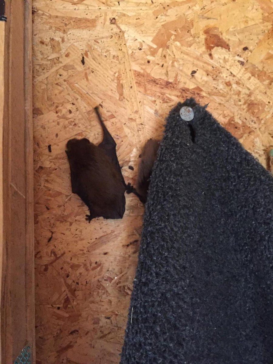 HenlakeBats's tweet photo. 'If we stay very still you won't notice we're here'
#pipistrelles #batcare #batshed http://t.co/YVe8Of55eU