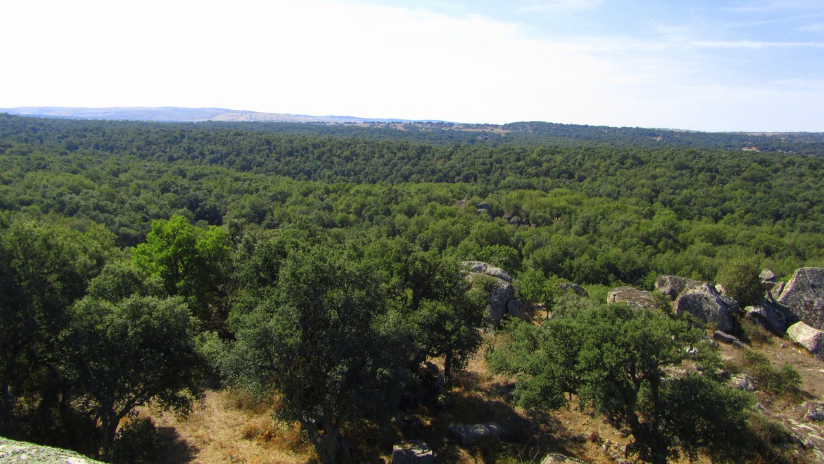 TerradiSardegna's tweet photo. Immenso bosco di sugherete,lecci e querce.Contra 'e Seris #Bitti #Osidda. Buon weekend http://t.co/LQ5uSMi5Pa