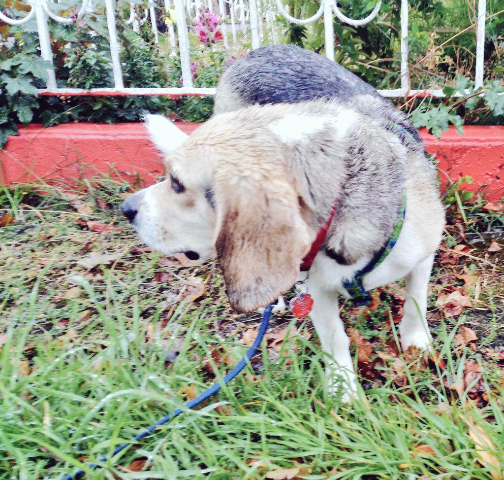 BeagleBucky's tweet photo. The rains have begun / lets go back to Michigan / #VancouverBeagle http://t.co/3OAcxIvPrI