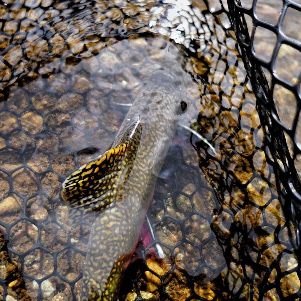 YukonGF's tweet photo. Brooklyn Zoo. #odb brings the heat. #flyfishing #colorado #rising3474 #brookay http://t.co/vZ4PigGFyr http://t.co/nufHBiKkPw