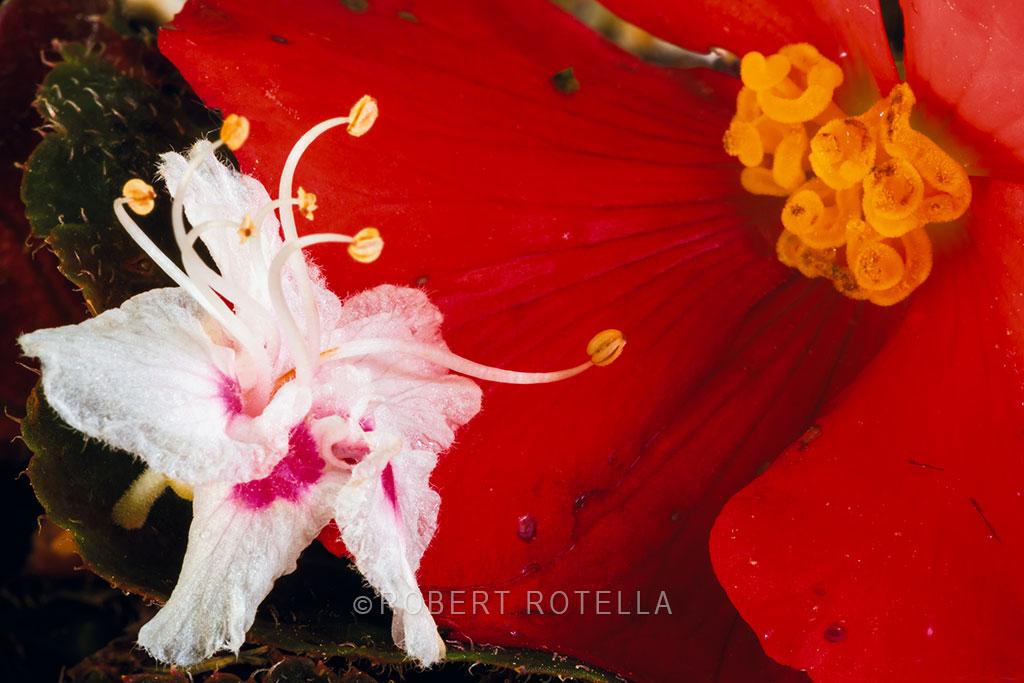 RotellaGallery's tweet photo. "Father and Son" by #RobertRotella pays close attention to detail. What's your favorite part of nature to photograph? http://t.co/xYnATDRugY