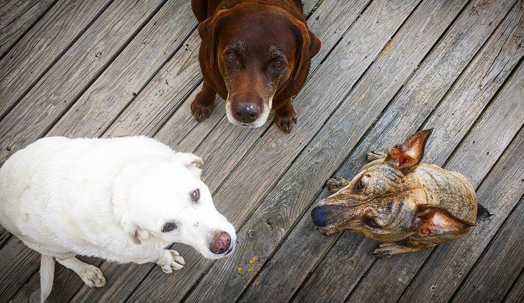 bahudso's tweet photo. All the pups are back together

#dogsofinstagram #labs #germanshephardmix http://t.co/0t0Om3WmGp http://t.co/BOj7DGhouO
