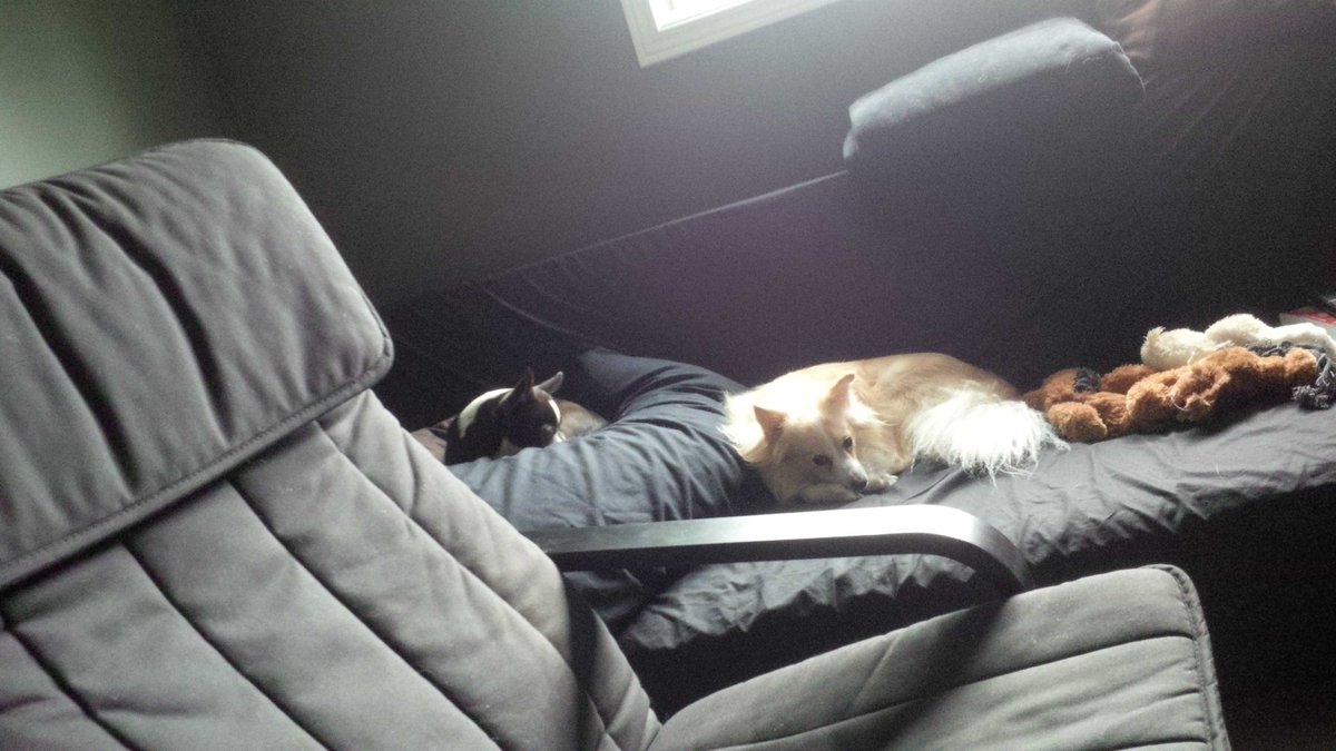 LightningSlim1's tweet photo. These guys are in a constant state of time out. #petsofwftda #talk2wftda http://t.co/1YAeCiAhVP