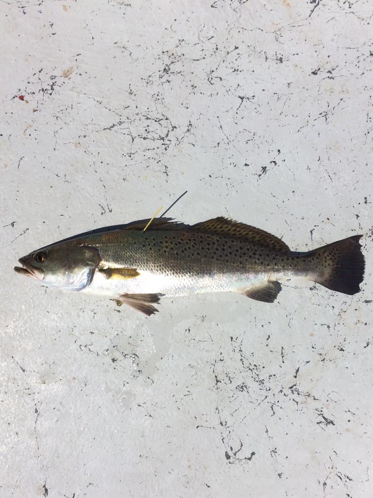 salty_km's tweet photo. Tagging specs in the marsh on Saturday @FlatsClass @Shimano @CostaSunglasses @SaltwaterExp @OurOcean #catchtagrelease http://t.co/QHEu3ns4e1