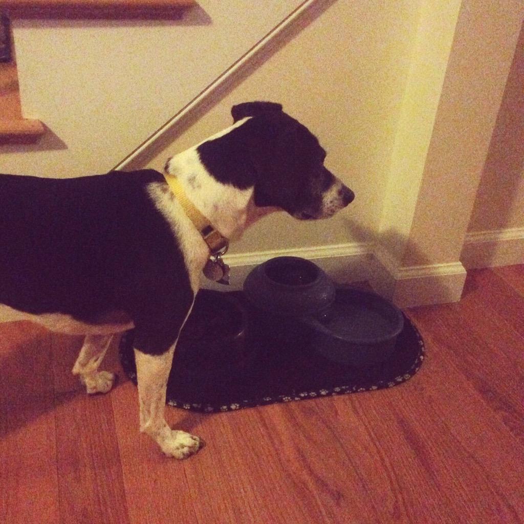 MindfulnessMutt's tweet photo. I am concerned that the dishwasher might try to steal my food. #dogsoftwitter #rescuedog http://t.co/jLaX3uVwGG