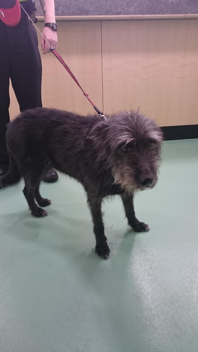 Tasha has been handed in to Fort William Police Station, found in Invermoriston this afternoon. Pls call 101 if yours