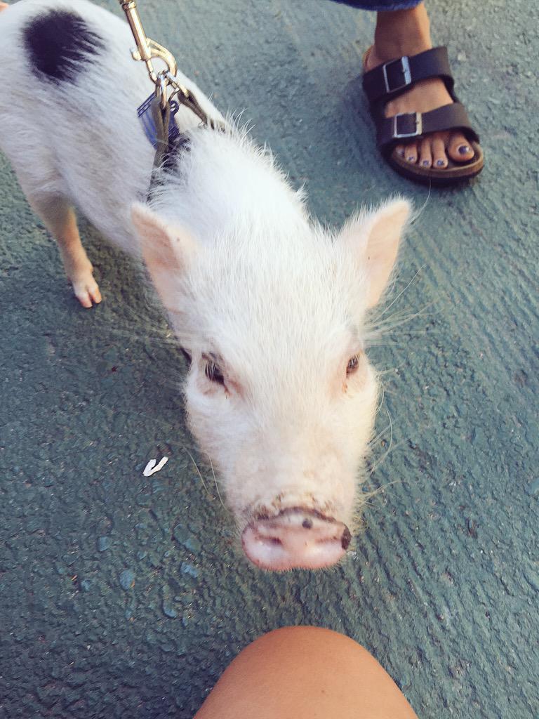 errafferty's tweet photo. Highlight of #allaboutdowntown st fair: meeting Gaston! #jerseycity #jcmakeityours #streetfair #chicpeajc #JCpets http://t.co/ptIHdBaJrL