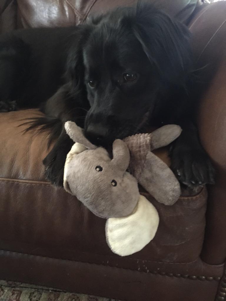 Fin is ready for the game! #FinsUp #hottytoddy #beatbamaagain #KILLELEPHANTS