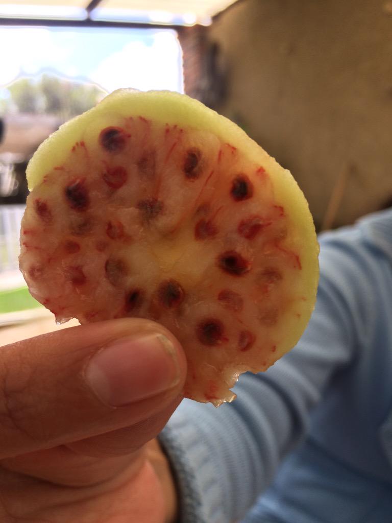 Irad_Santacruz's tweet photo. Las tunas de colores en #Tlaxcala no se les antoja??? @SlowFoodTlax http://t.co/FOLYmGQi1n