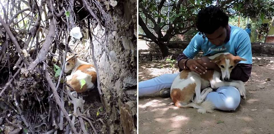 Newelly_Blog's tweet image. Une association vient en aide à une chienne piégée depuis 2 jours dans d’épais buissons buff.ly/1FSpcv8