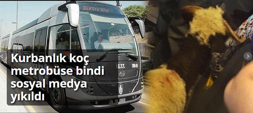 cumhuriyetgzt1's tweet photo. Kurbanlık koç metrobüse bindi sosyal medya yıkıldı

http://t.co/MRusoO7oSb http://t.co/W0gbz4PoYS
