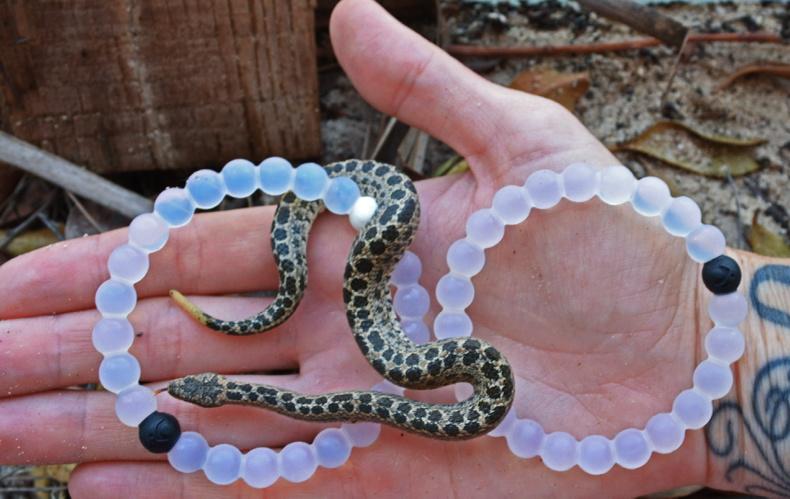 annieguttridge's tweet photo. Love my @livelokai & so does this #DwarfBoa 🐍 Go check out #LiveLokai for a rather balanced view on life ⚫️⚪️ http://t.co/uAlBmKr4um