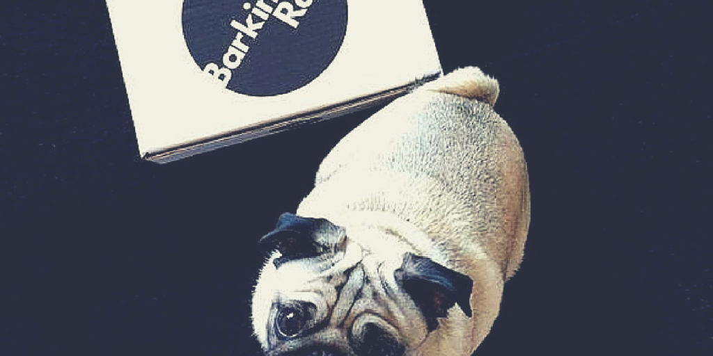 Barking_Rad's tweet photo. What's in the box...@RooThePug? Put a smile on your dogs face and grab them a #BarkingRad box http://t.co/Tts8yHRJPj http://t.co/725CAXg4X5