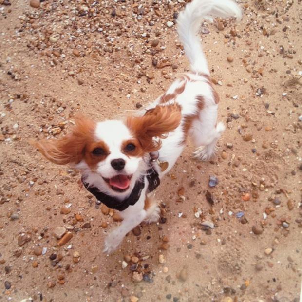 Qtsypics's tweet photo. Current top dog in this month's Qtsy Dog of the Month with Asda Hero is Barney http://t.co/id9SOMGtWr