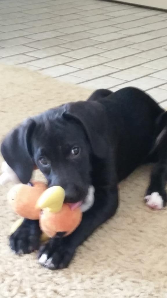 MadiasHell's tweet photo. Also #dogsat this #cutie last night. He was a #handful but #learned a lot! #ByeBye Mister Ben! #cutedog http://t.co/8yFpynqgOl