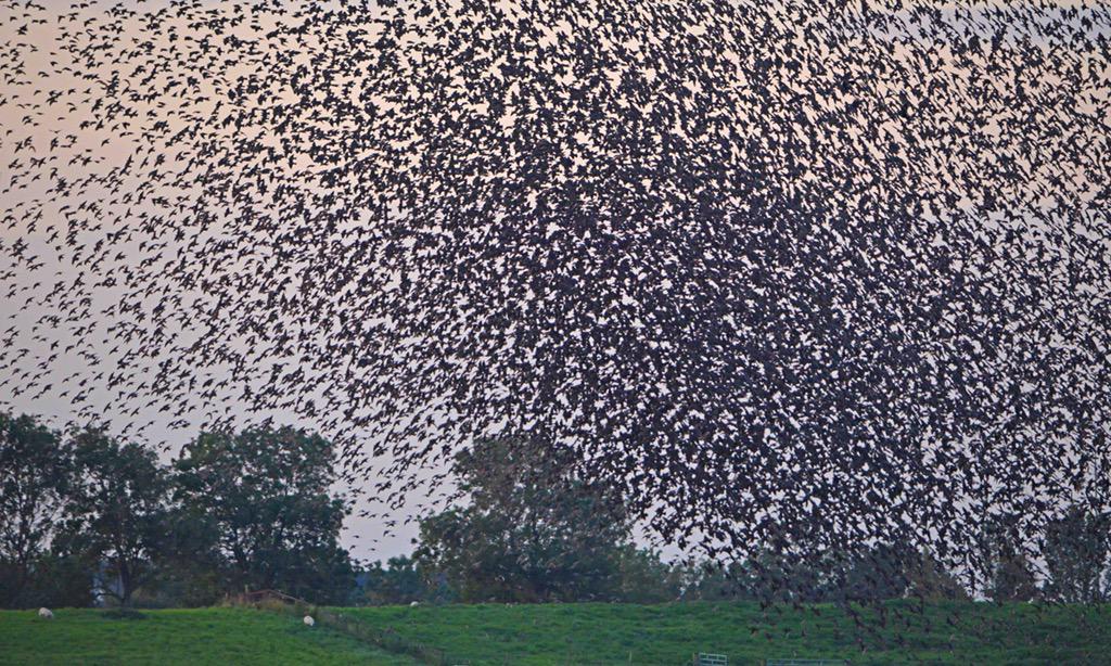 GerhardKornelis's tweet photo. Het was al vroeg donker aan de boorden van het #Lauwersmeer.
#Spreeuwen oefenden voor hun 'dans' http://t.co/uWvf3E1rS7