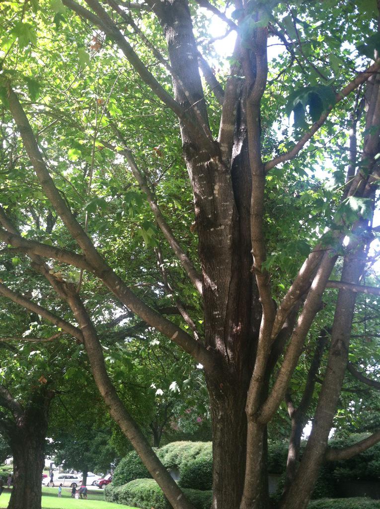 KathyHBlack's tweet photo. @treetaggr #species=maple http://t.co/pAPnClgjpd