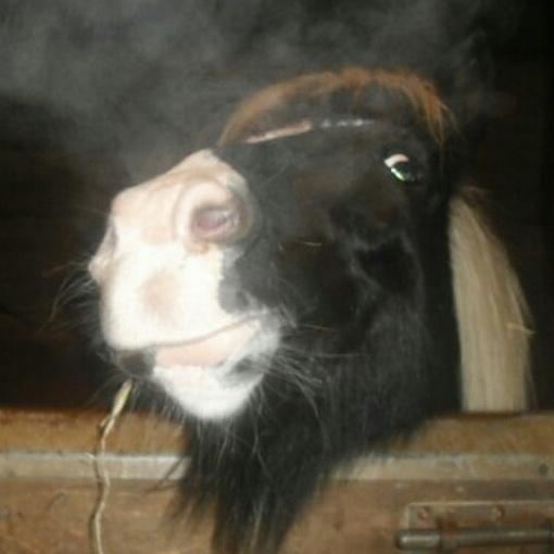 warm_aster's tweet image. 