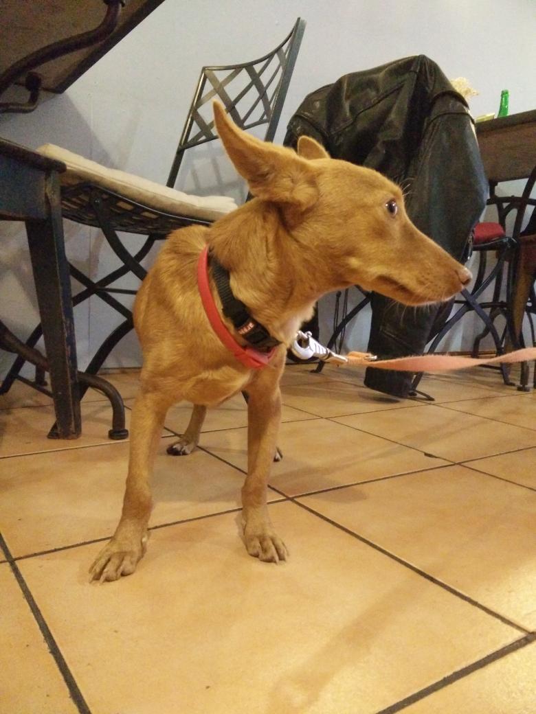 xmooth's tweet image. Se busca hogar para Kiwi, podenco de 8 meses encontrado sin chip en Pamplona. Preguntar en Tetería c/Mañueta. (RT! 🐶)