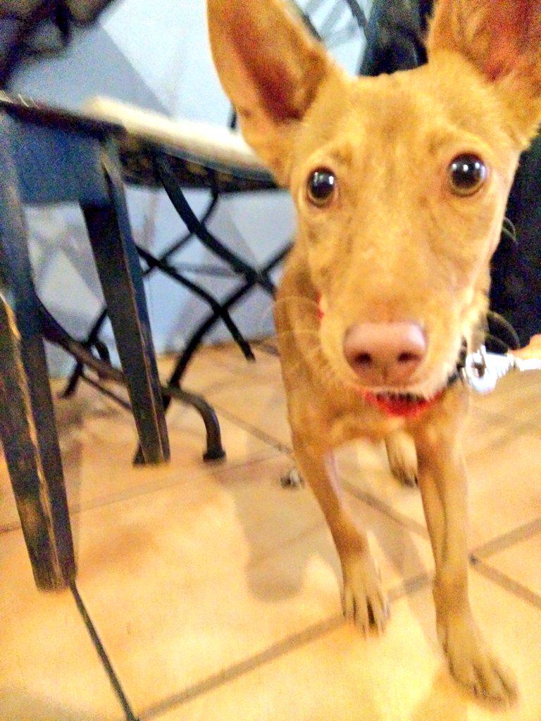 xmooth's tweet image. Se busca hogar para Kiwi, podenco de 8 meses encontrado sin chip en Pamplona. Preguntar en Tetería c/Mañueta. (RT! 🐶)