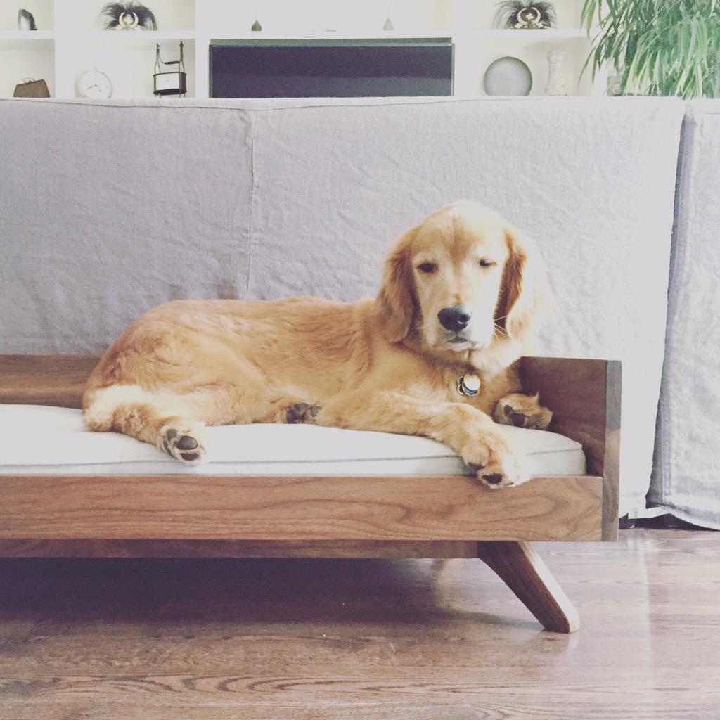 pup_and_kit's tweet photo. Happy Customer! #dog #dogbed #DogOfTheWeek #dogsoftwitter #toronto http://t.co/pug6UgzWpJ