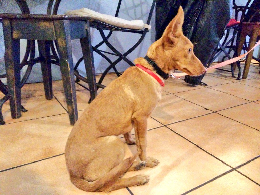 xmooth's tweet image. Se busca hogar para Kiwi, podenco de 8 meses encontrado sin chip en Pamplona. Preguntar en Tetería c/Mañueta. (RT! 🐶)