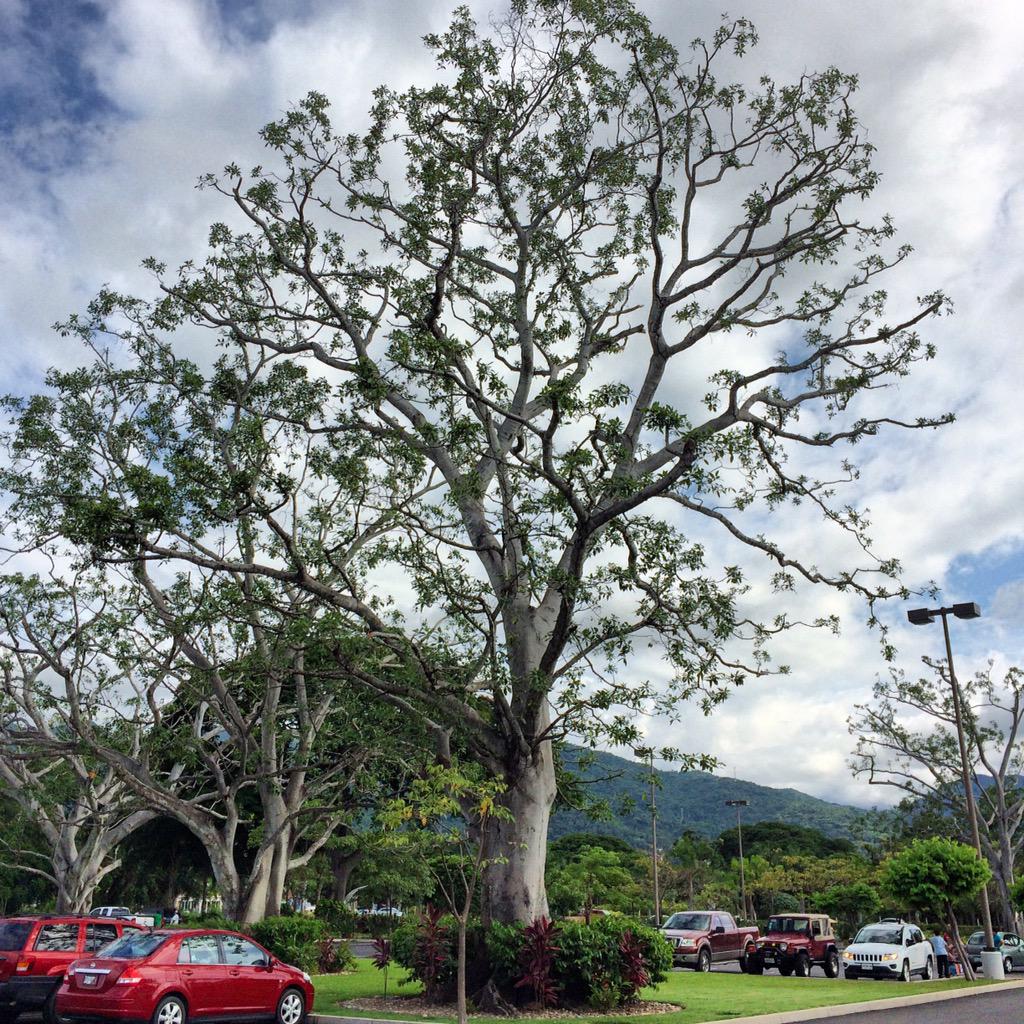 Carlos_Pose's tweet photo. On my way 🌳💚

#PuertoVallarta #jalisco #visitvallarta http://t.co/t6IpzXgNdD