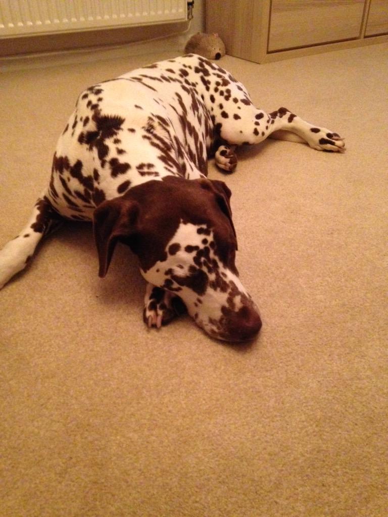 jayne_ella's tweet photo. Missing you dad 🐾 @DaleCowling72 http://t.co/OTcqJTTndB