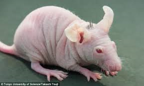 <a href="/PestSolut/">Attention Pest Solut</a> A RECENTLY DISCOVERED!  NEW SPECIES OF BALD SLIMEY SNEAKY RODENTS AT NPMA! CALLED THE RATUCUS COPESANUCUS