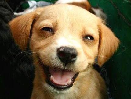 trueinsightsc's tweet photo. People &amp; Pet Fair today! 2-4pm. #AuraHealing &amp; #IntuitiveCommunication readings. Pets *not* required. Drop-in event. http://t.co/Rv8h35I373