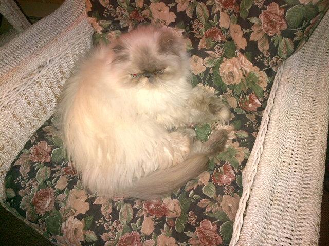 Someone is in my chair!