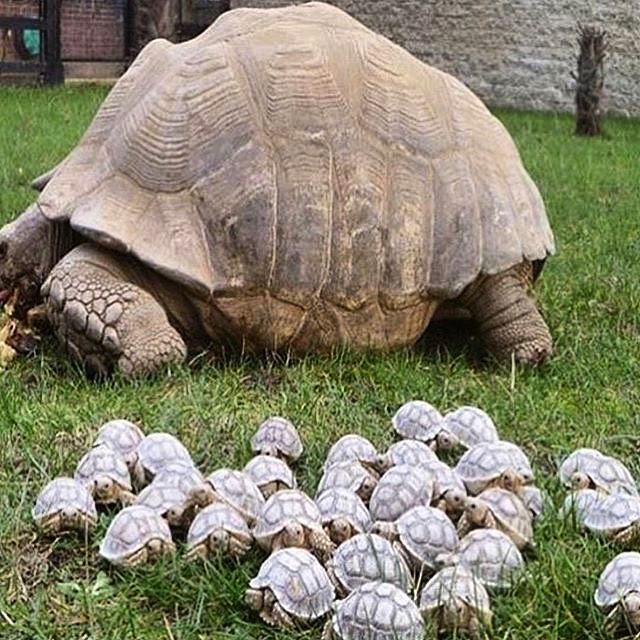 Wild Animals tweet media