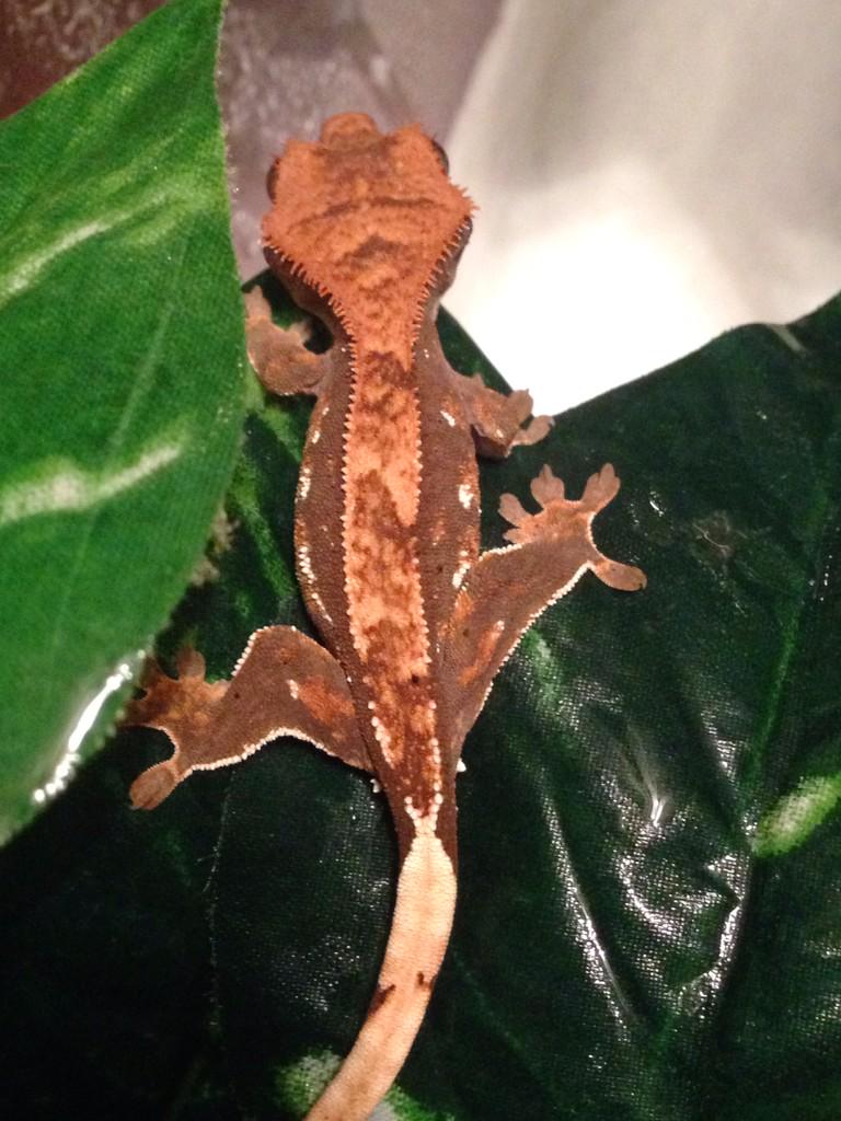 RJ's Reptiles tweet media