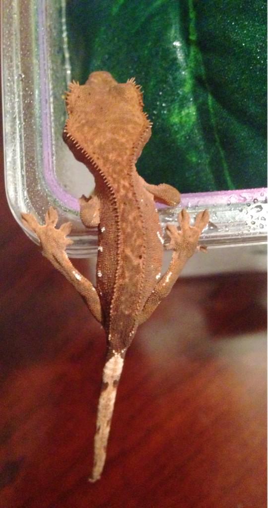 RJ's Reptiles tweet media