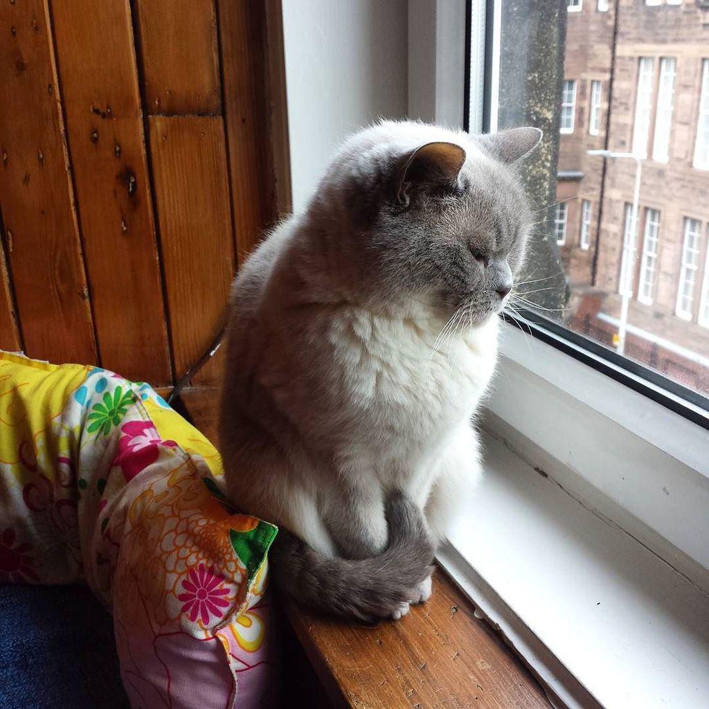 boltseatingbuds's tweet photo. Aubrey contemplating life in this crazy, messed up world
#pensivecat #whatdoesitallmean #… http://t.co/aW7qOmQCre http://t.co/PlybgARO43