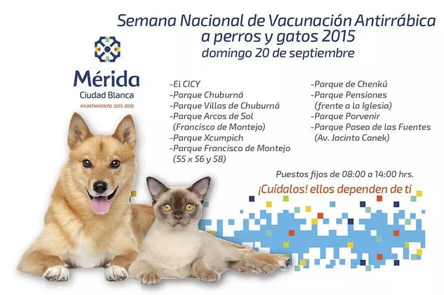 MeridaSaludable's tweet photo. Te esperamos este domingo para vacunar a tu mascota de 8 a.m. a 2 p.m. en los siguientes parques. #MeridaSaludable http://t.co/Q8MK8p7Cnf