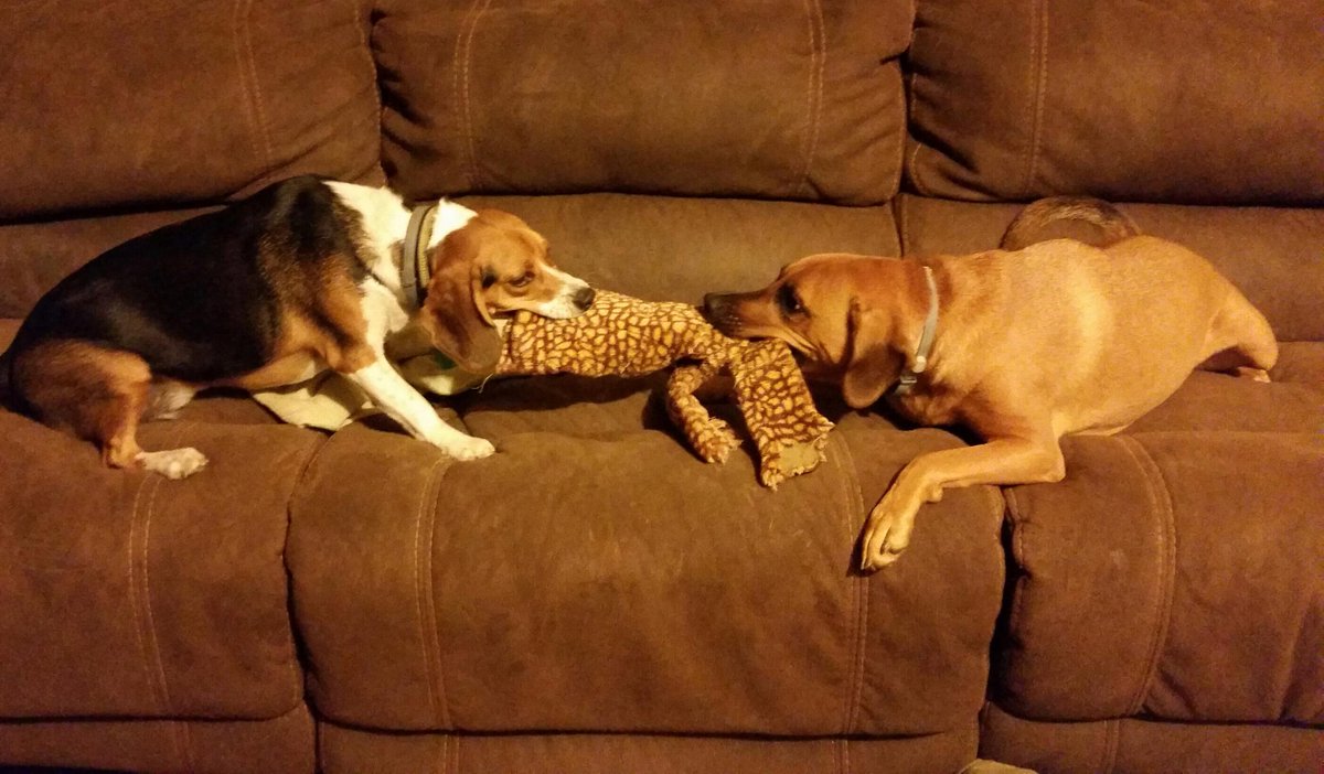 Sharing the couch with your best friend on a Saturday night. Could this be better? Tell us! i.imgur.com/OQpI40N.jpg