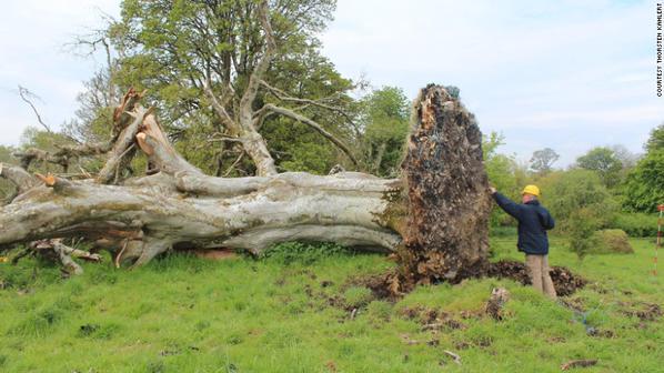CNN's tweet photo. A tree in Ireland blew over, revealing a nearly 1,000-year-old skeleton tangled in its roots http://t.co/kMIdfQSb15 http://t.co/CV2e3lGX5p