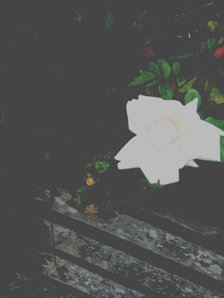 milgabw's tweet photo. 🌸 http://t.co/J288zH94AC